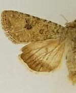 Anarta inconcinna