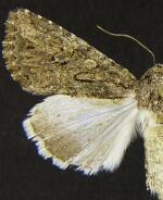 Scotogramma gatei