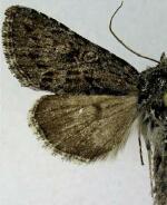 Lasionycta benjamini