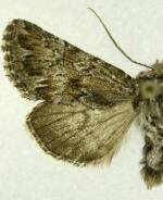 Lasionycta benjamini