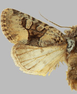 Lacinipolia olivacea