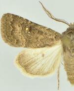 Trichopolia antennata