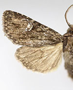 Tricholita knudsoni
