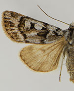 Euxoa churchillensis