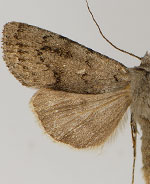 Euxoa macleani