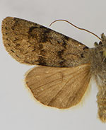 Euxoa macleani