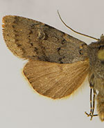 Euxoa macleani