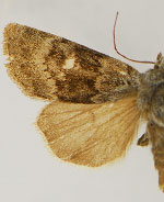 Euxoa apopsis