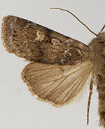 Euxoa chimoensis