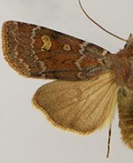 Euxoa chimoensis