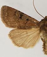 Euxoa lewisi