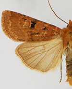 Euxoa lewisi