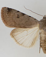 Anicla mus