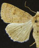 Abagrotis alcandola