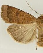 Abagrotis placida