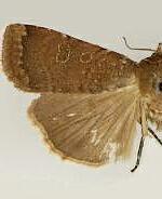 Abagrotis cryptica