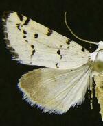 Grotella binda