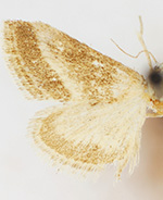 Cymbopteryx fuscimarginalis