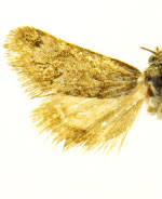 Pogonogenys masoni