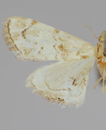 Dicymolomia micropunctalis