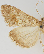 Evergestis palousalis