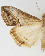 Evergestis funalis