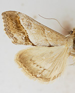 Evergestis borregalis