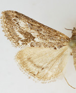 Prorasea fernaldi