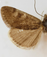 Orenaia pallidivittalis