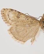 Udea cacuminicola