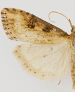 Udea itysalis