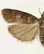 Ortholepis myricella