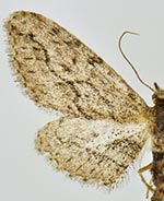 Pimaphera percata