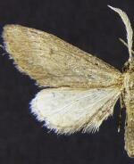 Glaucina biartata