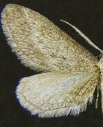 Glaucina eupetheciaria