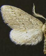 Glaucina bifida