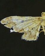 Idaea pervertipennis