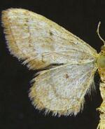 Idaea eremiata