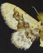 Idaea gemmata