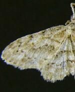 Idaea retractaria