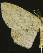 Cyclophora myrtaria