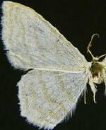 Scopula quinquelinearia