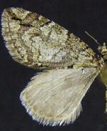 Hydriomena rita