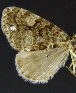 Hydriomena catalinata