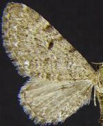 Eupithecia nabokovi