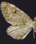 Eupithecia cupressata