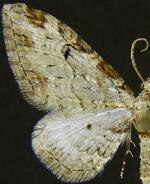 Eupithecia zelmira