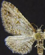 Eupithecia vitreotata