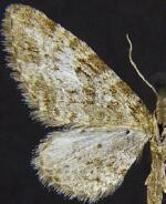 Eupithecia segregata