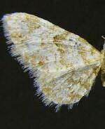 Eupithecia woodgatata